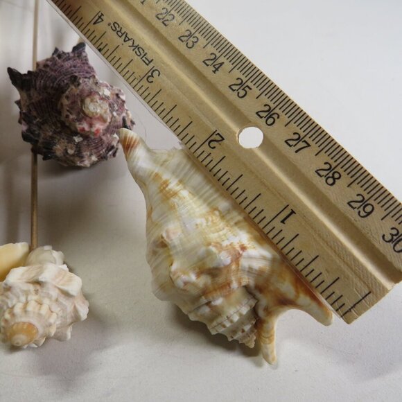 REAL seashells on wooden picks for flower arrangements 10-12" long - Picture 5 of 8